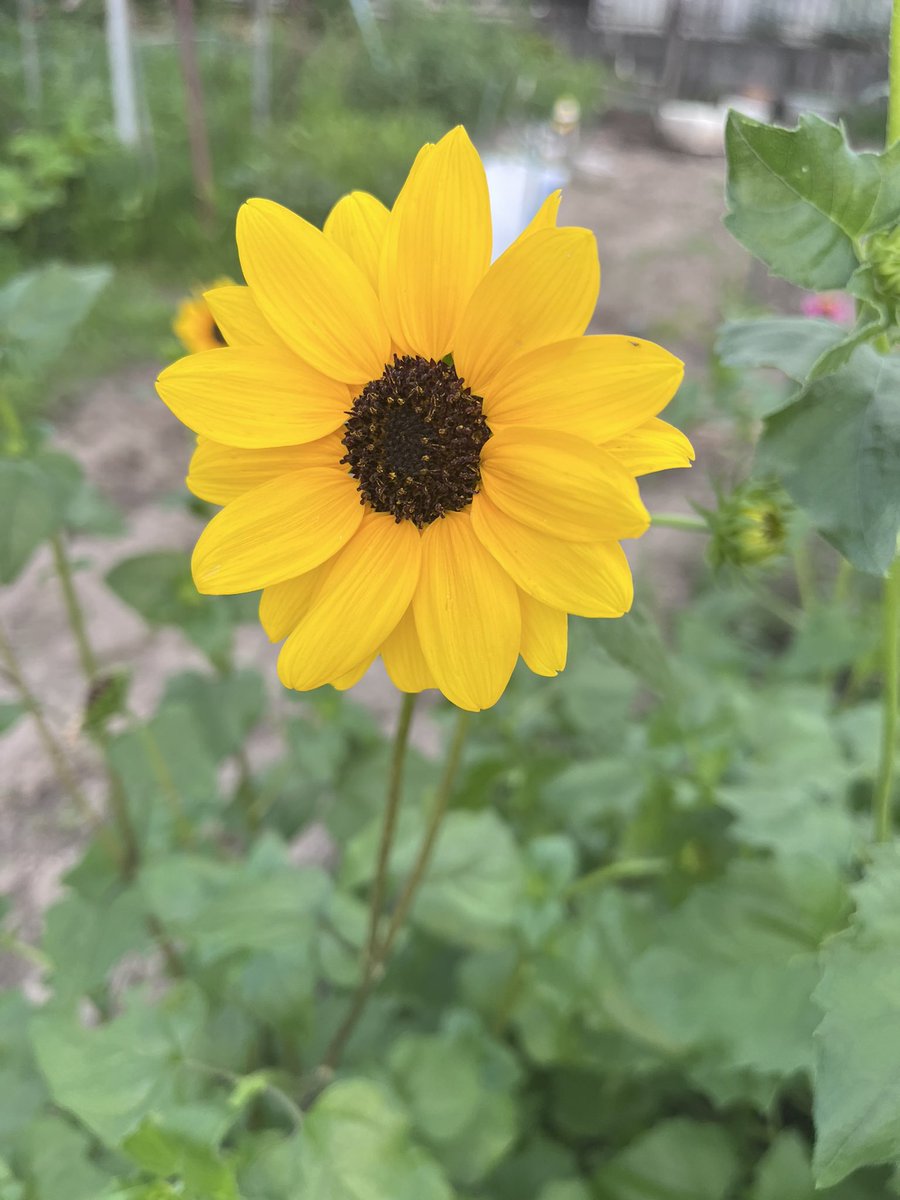 filter:images 向日市 AND ひまわり OR ヒマワリ OR 向日葵