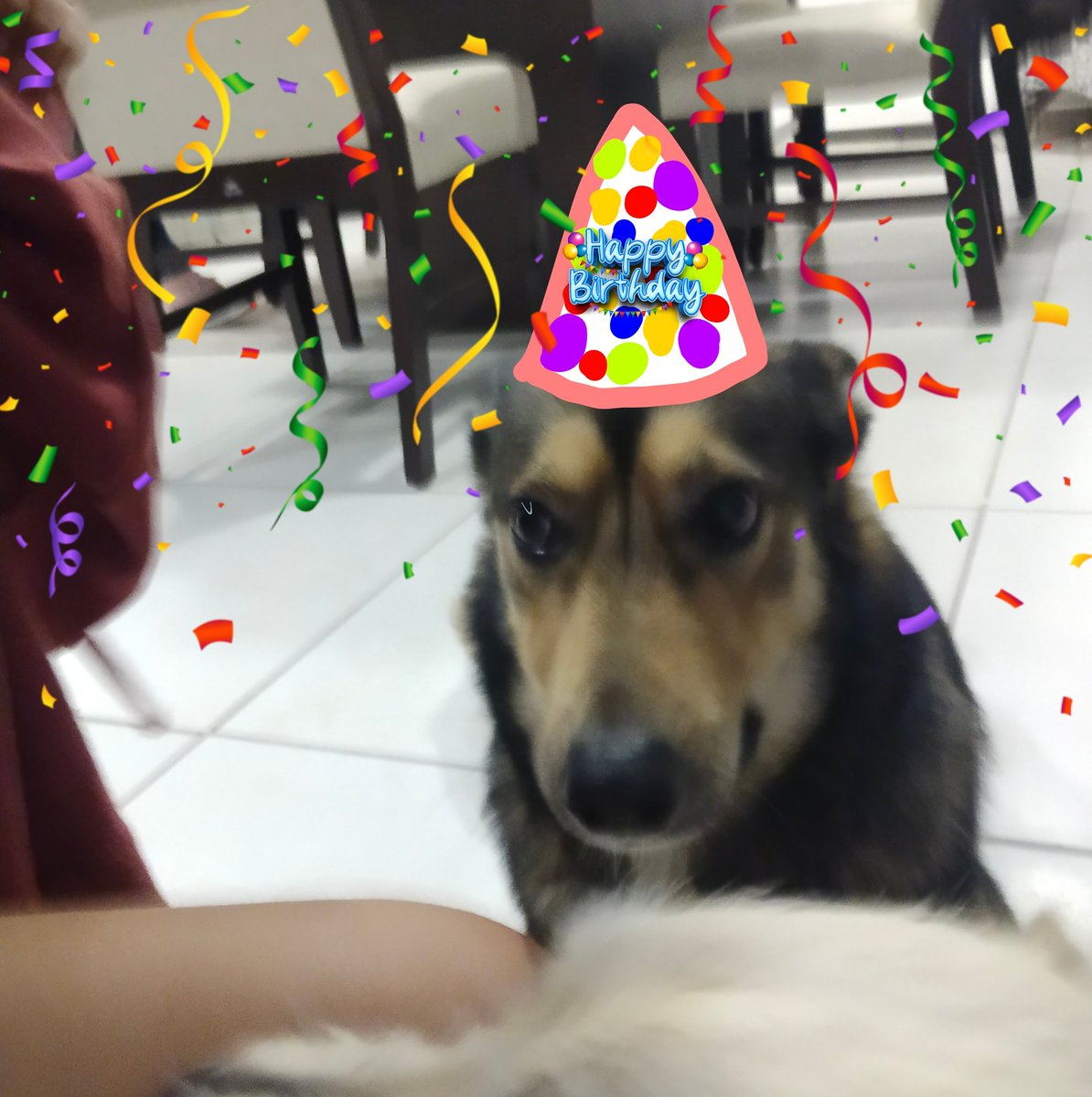 vampirogotico69's tweet photo. ES CUMPLEAÑOS DE MI PERRITA HOY. DIGANLE FELIZ CUMPLEAÑOS O LOS VOY A MATAR. SE LLAMA LUNA https://t.co/eKO32OvcyW