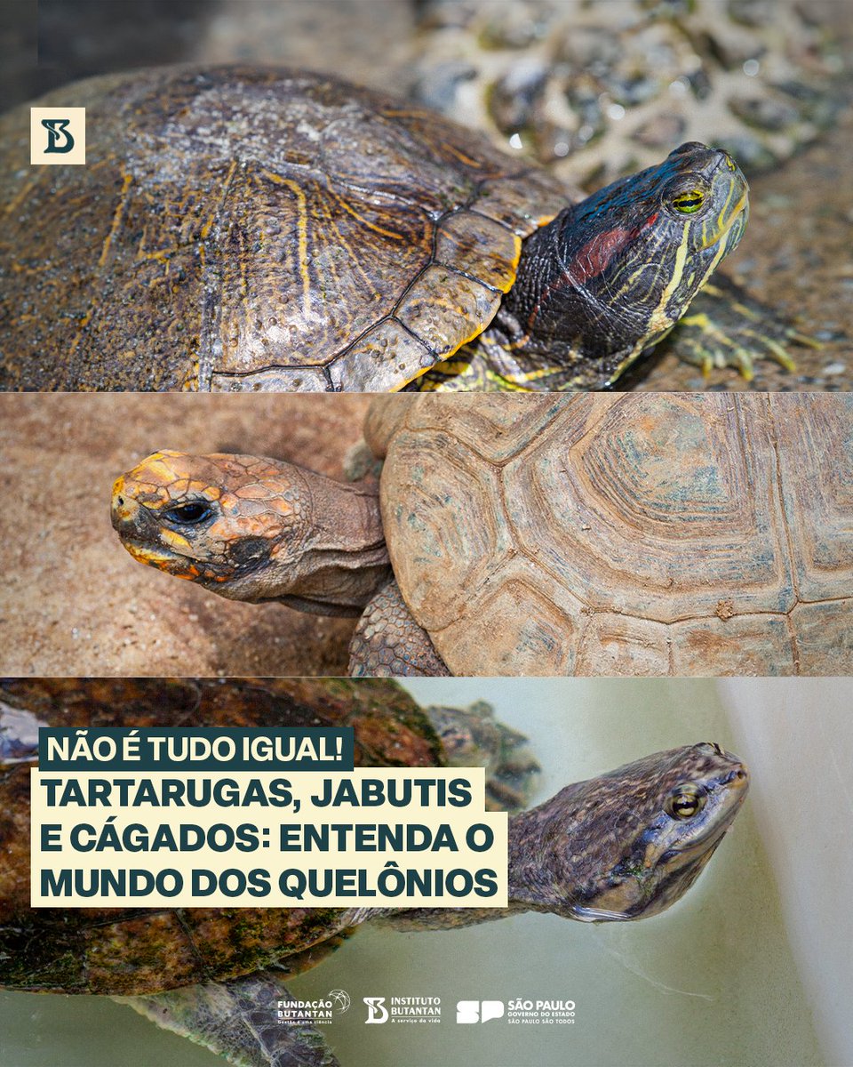 Mesmo com características tão semelhantes, como os cascos, o andar devagar e a vida longa, os quelônios são divididos em espécies distintas: as tartarugas, os jabutis e os cágados. Mas qual a diferença entre eles? Clique aqui e confira:  tinyurl.com/yz8s8he4