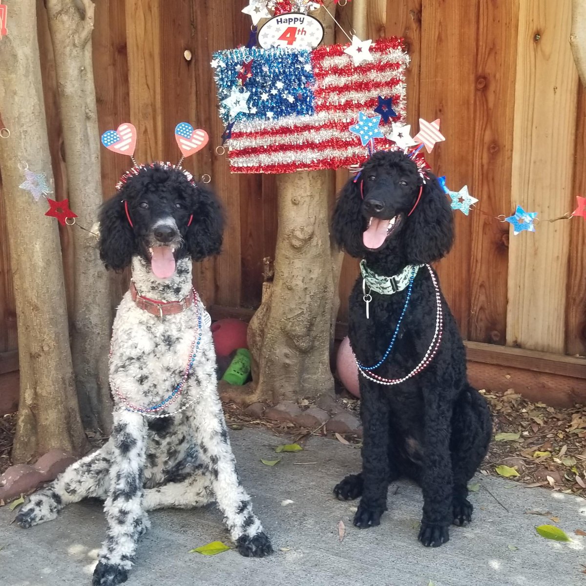 ChappyShowcase's tweet photo. Happy Independence Day! https://t.co/9p4J0mwDWn