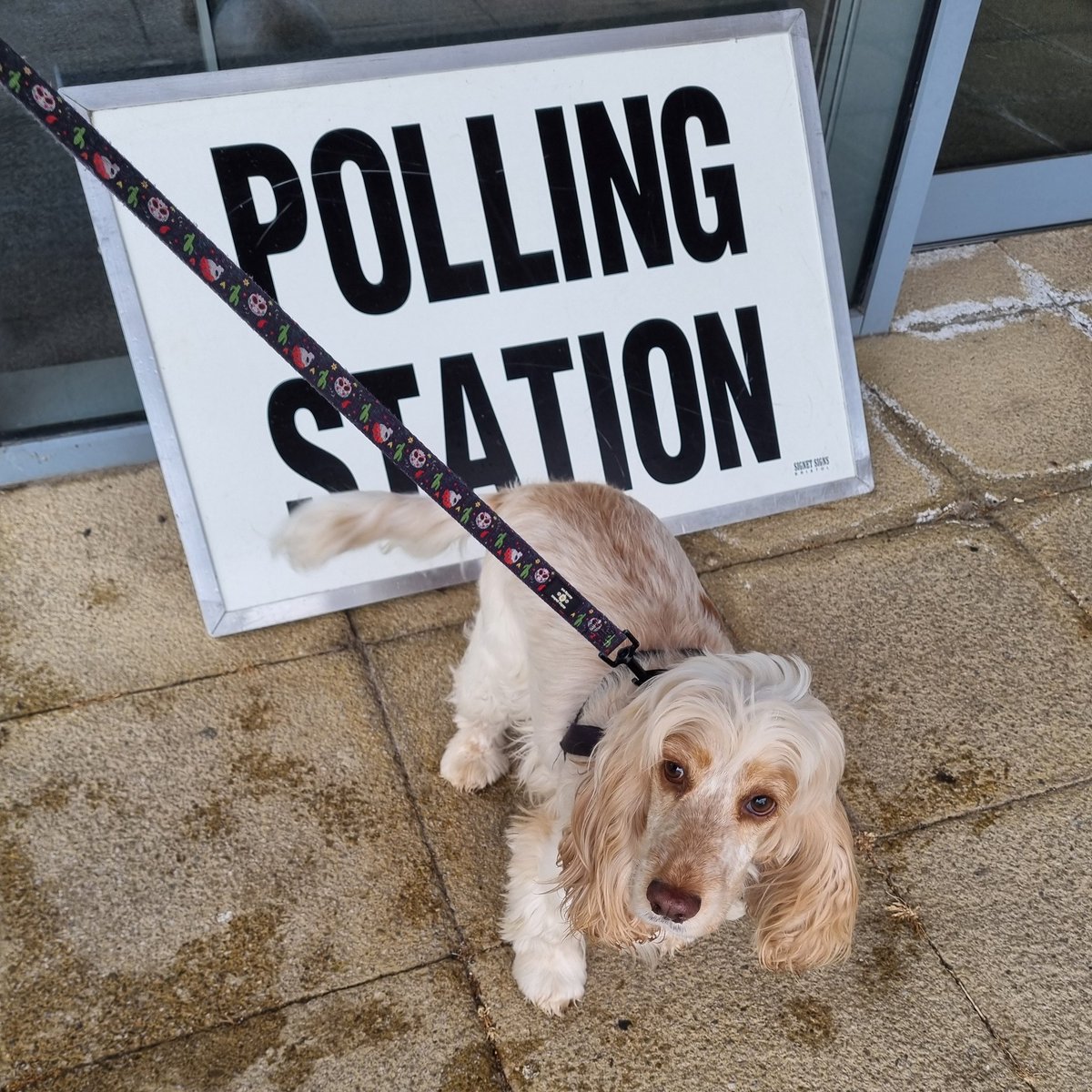 Nia voted for the candidate who will give her the most attention &amp; treats! 😂
#wirraldogsatpollingstations 
#dogsatpollingstations