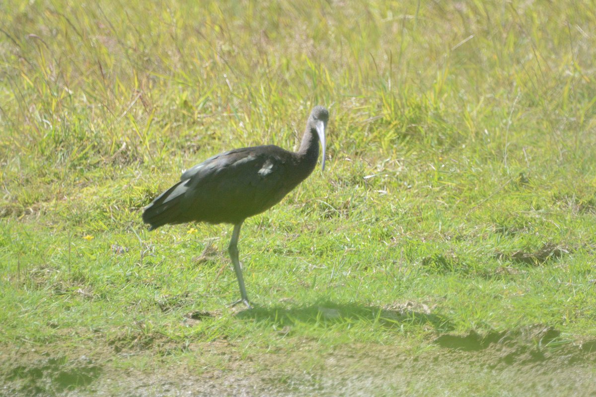 PeterBlanche23's tweet photo. Worth Marshes this morning (04/07). Glossy Ibis, Hobby and Cattle Egrets (which were distant with the cattle when I was there) https://t.co/WhnDigkAab