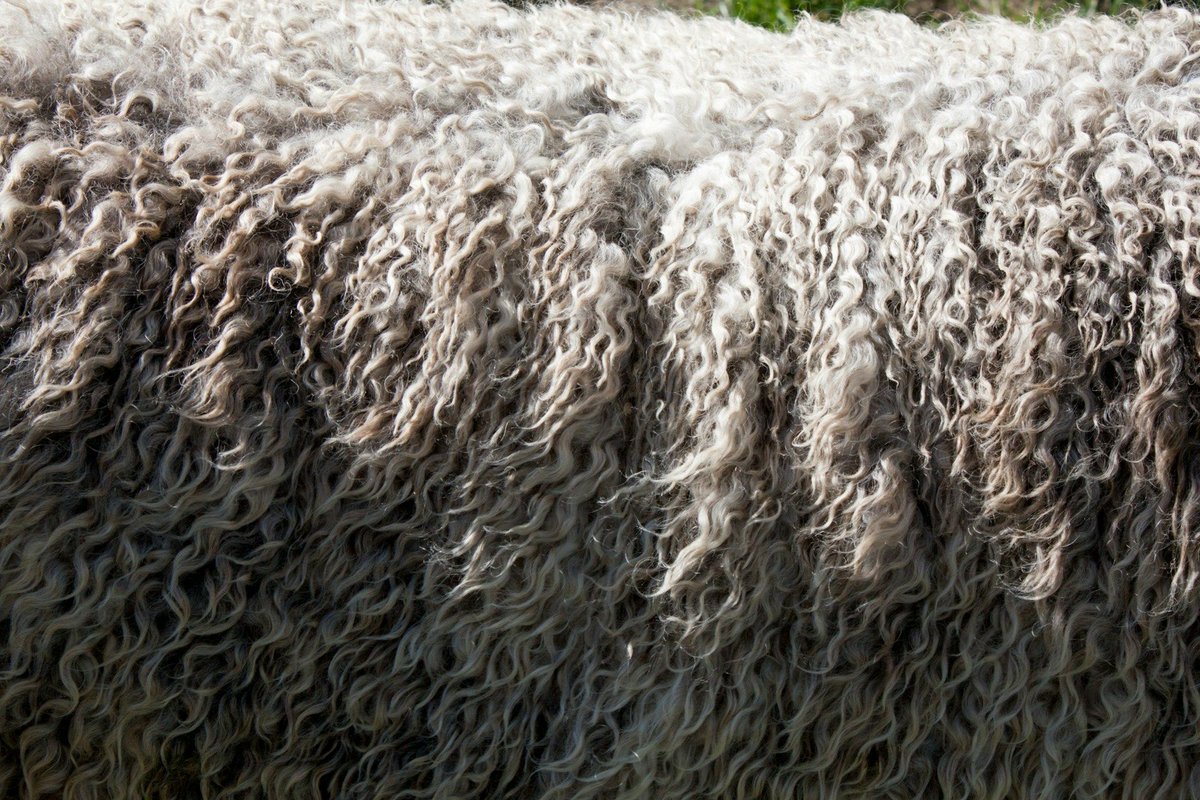 SawstonCarpets's tweet photo. Many of our suppliers make their carpets with pure wool which gives a luxurious, high quality product. It supports British farmers, whilst creating comfort, warmth and cosiness for our customers. https://t.co/VLMFXWPPCq