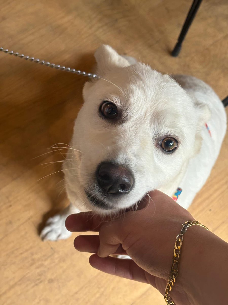 usergecici's tweet photo. SAHİPLENDİRME
dünyanın en tatlı ve iyi huylu köpeğine yuva arıyoruz, 1-2 yaşında, dişi, kısır, tasmayla dolaşmaya alışık, sevecen, insan/kedi/köpek herkesle iyi anlaşan küçük ırk köpek. 1 ay tedavi gördü şimdi iyileşti, ilanı ve ayrıntılı açıklamayı aşağı bırakıyorum https://t.co/2RUcFOfD6r