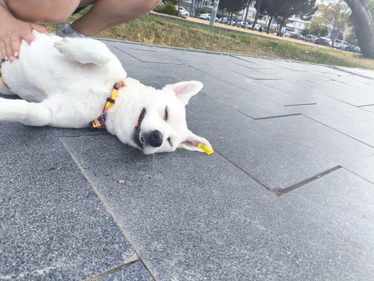 usergecici's tweet photo. SAHİPLENDİRME
dünyanın en tatlı ve iyi huylu köpeğine yuva arıyoruz, 1-2 yaşında, dişi, kısır, tasmayla dolaşmaya alışık, sevecen, insan/kedi/köpek herkesle iyi anlaşan küçük ırk köpek. 1 ay tedavi gördü şimdi iyileşti, ilanı ve ayrıntılı açıklamayı aşağı bırakıyorum https://t.co/2RUcFOfD6r