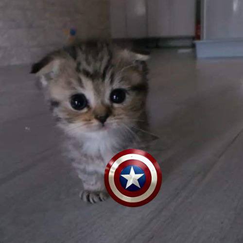 CrptoKrptonite's tweet photo. @1goonrich Yes we are about to pump $Bao
 $Bao Cute Cat, the next big meme coin sensation inspired by $Mao! This adorable token is purrfect for crypto enthusiasts.

$bao is the next $mao. Best believe. Deployed by same dev. Multi millions inevitable.

TG: https://t.co/stZwcUX1e1 https://t.co/zevZKdJFfa