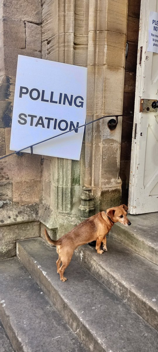 Bertie....  #DogsAtPollingStations <a href="/ripleycastle/">Ripley Castle</a>