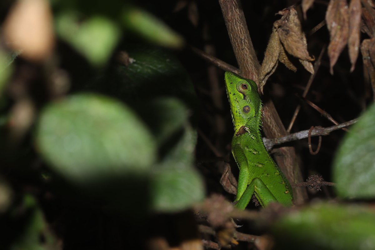 NatGeoMagArab's tweet photo. @SpeciesFund 4
أظهرت الدراسة أن هذه السحالي تتغذى على أنواع أخرى من نبات "الرودودنرون" المحلية؛ وبالتالي فإن مواصلة استئصال النبات الغازي لن يضر بها.
@SpeciesFund
#mbzfund https://t.co/meD4YIqaR0