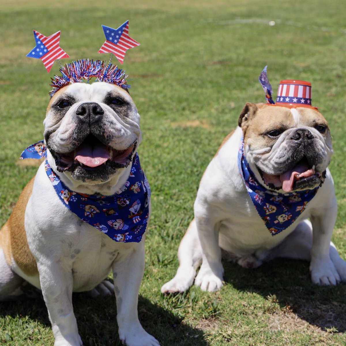 Paws and stripes forever! Happy Fourth of July from your favorite hot dawgs 🐶🐾❤️🇺🇸