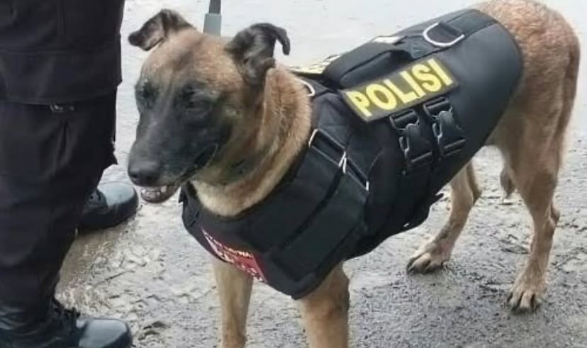 Arif Budiman Piliang (@ibenkkkk) on Twitter photo 