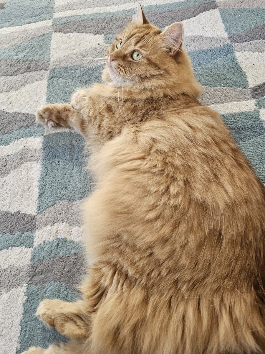 I have voted 🤞 I didn't have time to register to vote in my new constituency so it was a good excuse to go and see my baby