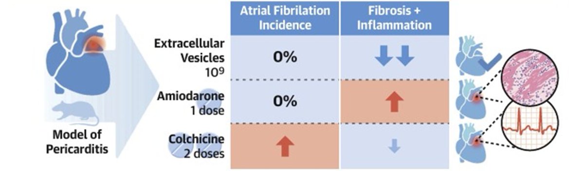 davis_ctrl's tweet image. Ever wondered how extracellular vesicles could revolutionize AF prevention? Our study shows they  reduce atrial fibrosis, and prevent arrhythmias. Discover colchicine's limited benefits and the hidden risks of amiodarone. 🔗 doi:10.1016/j.jacep.2024.02.019 #AtrialFibrillation