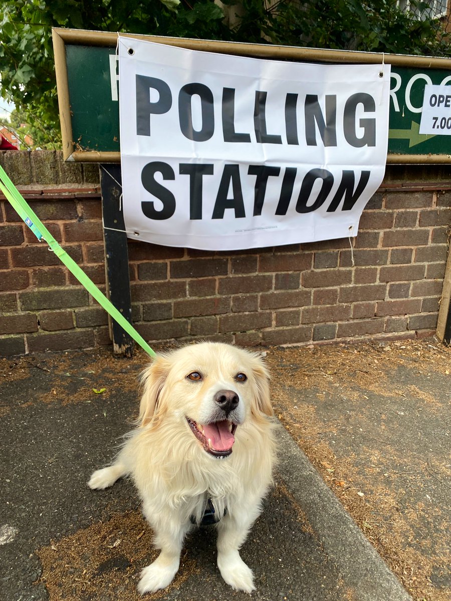 Attlee has been busy exercising his democratic right to request pets &amp; belly rubs from the voters of #Bromsgrove #dogsatpollingstations #dogsoftwitter #GeneralElection2024