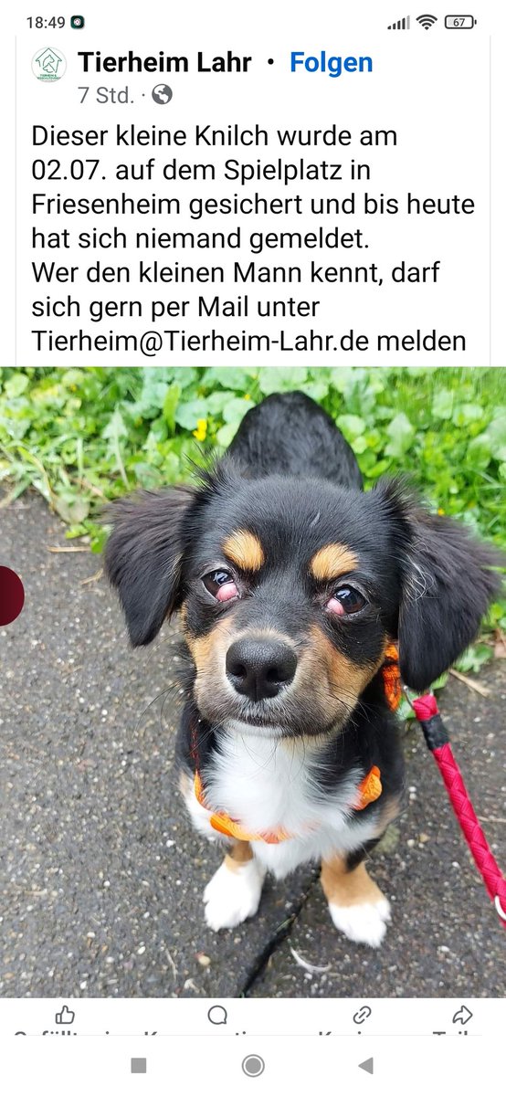 Babsi58089's tweet image. #Lahr #Fundhund #Besitzersuche Wer kennt den Hund? #Hinweise