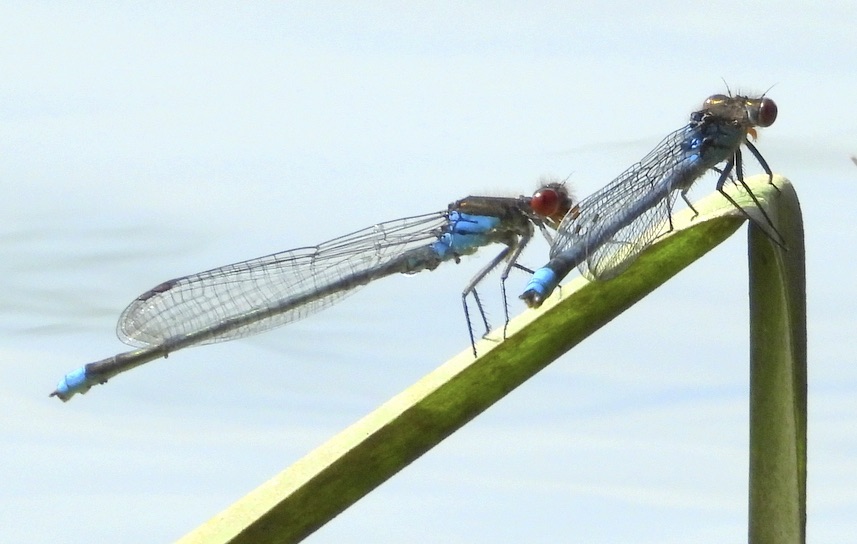WarwickNatHist's tweet photo. Damselflies and dragonflies are featuring in Snippets No 110 - sightings by members of the Warwick Natural History Society. https://t.co/RlWeOKyf2S These red-eyed damsels were spotted by Dave Champion at Compton Verney, along with common blue damselfly and a black-tailed skimmer. https://t.co/q8yfVdkEpm