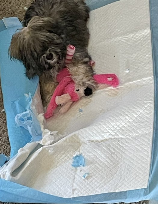 This bish has decided to start shredding her pee pads....for fun. I JUST changed it! Grrrrr.  Reminder<a href="/tag/arizona"class="tags"><span>#arizona</span></a><a href="/tag/christmas"class="tags"><span>#christmas</span></a><a href="/tag/nikkinova"class="tags"><span>#nikkinova</span></a>