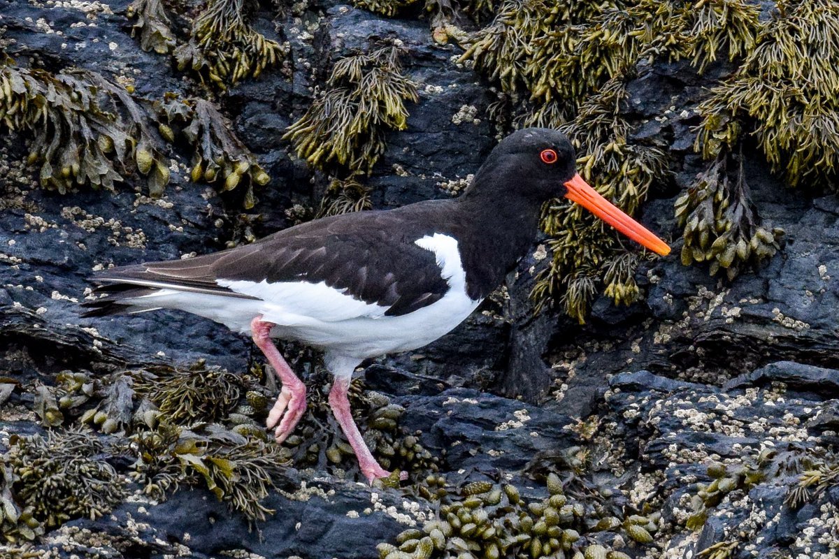 FKF_unleashed's tweet photo. An Oystercatcher traversing a seaweed-covered rock.
#TwitterNatureCommunity https://t.co/OcDokfq3fS