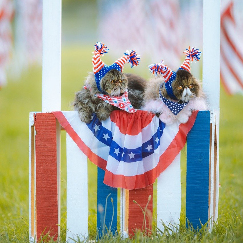 BearChimney's tweet photo. Celebrating #IndependenceDay🎆! Wishing you all a safe and happy Fourth of July! #freedom #home #chimney #safety https://t.co/M4spcv1HgU