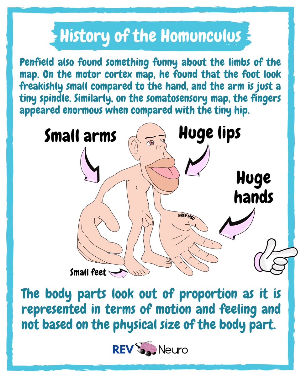 Hey <a href="/hankgreen/">Hank Green</a> why are the testicles so close to the feet? Can this mapping explain something in society 🫣 I’ve drawn some diagrams of the Homunculus for your teaching purposes. I’m asking for a friend. Thanks! #Neuroanatomy