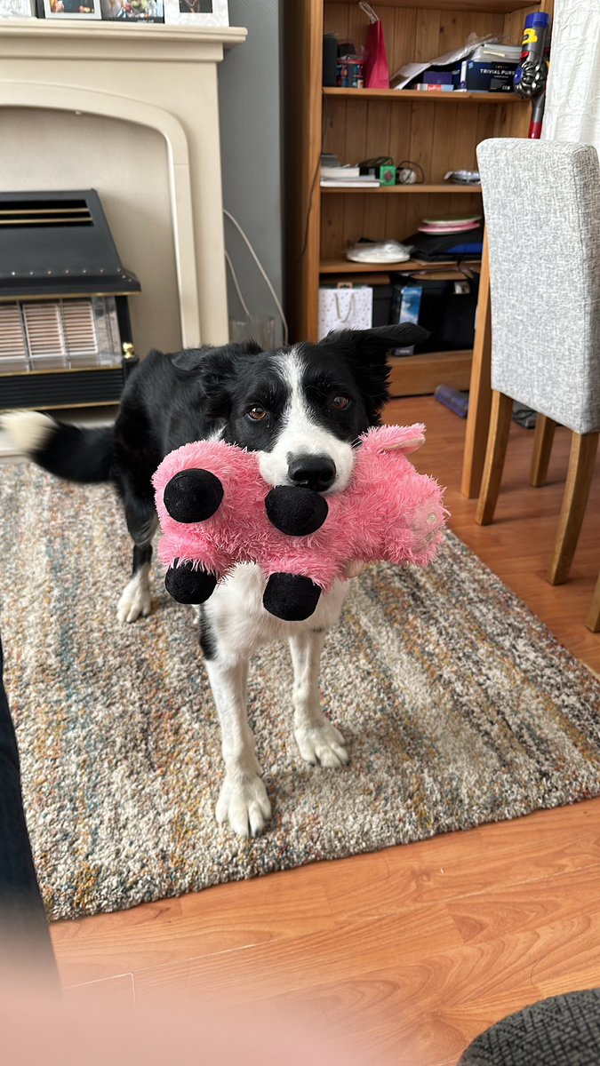 MattyEdwardss's tweet photo. @BCTGB Jack the lad that we adopted from yourselves near 8 years ago now. Alls he needed was a chance to show himself and we love him so so much. Thank you https://t.co/Hdh1Ld1nQl