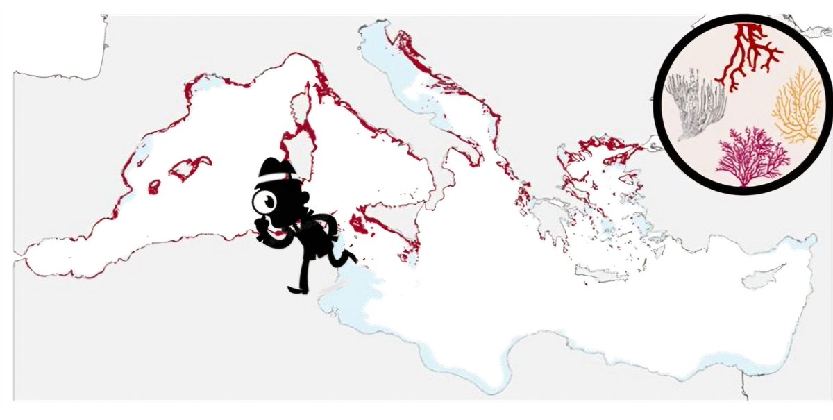 Laura Figuerola (@figuerolalaura) on Twitter photo Are species distribution models useful for marine conservation planning? Come to discover it tomorrow #ecrs2024 <a href="/Ecrs2024/">ECRS 2024</a>
🕙 11h
📍Session6 Averroé room
<a href="/Med_Recover/">MedRecover</a> <a href="/IRBioUB/">IRBioUB</a> <a href="/UniBarcelona/">Universitat de Barcelona</a> <a href="/CorfunHeatmed/">CORFUN - HEATMED</a> Are species distribution models useful for marine conservation planning? Come to discover it tomorrow #ecrs2024 <a href="/Ecrs2024/">ECRS 2024</a>
🕙 11h
📍Session6 Averroé room
<a href="/Med_Recover/">MedRecover</a> <a href="/IRBioUB/">IRBioUB</a> <a href="/UniBarcelona/">Universitat de Barcelona</a> <a href="/CorfunHeatmed/">CORFUN - HEATMED</a>