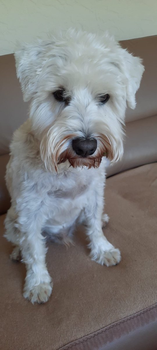 Skippis Abend-Apfel

Nun mach schon hinne ⏱️

🐩🍎🍏🍴

#TwitterRudel #SkippiBarkow #SchnauzerGang #Schnauzer #DogsOfTwitter #Dogs 🐕
