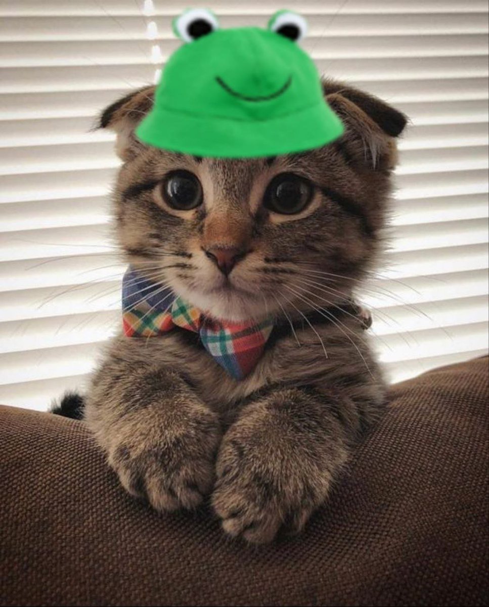 BroadcastedRon's tweet photo. @mokocto how can you fade the cutest cat to ever live $moko https://t.co/jZhcdGeSHd