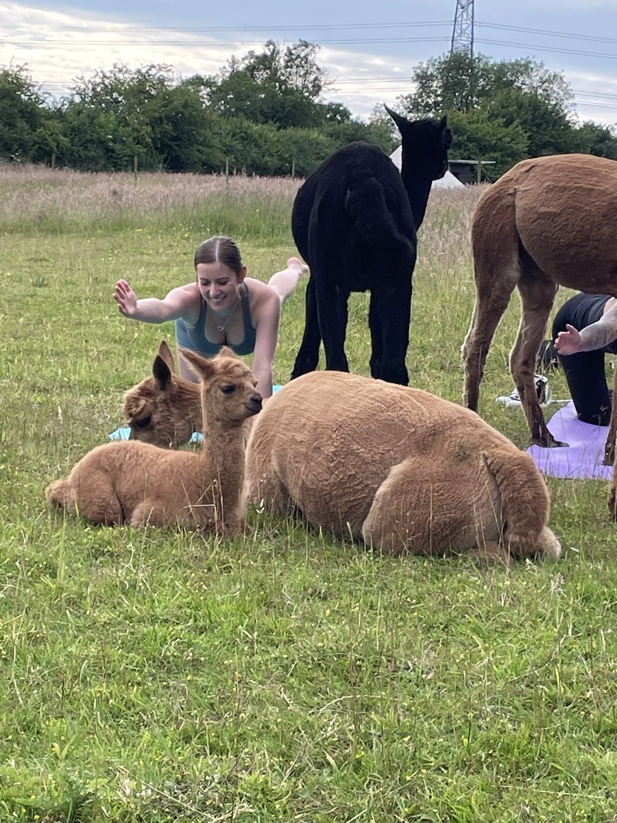 LucyColbourne4's tweet photo. Some pics from our alpaca yoga. Sessions are held on a Thursday evening 6.30-7.30 at Tickhill Alpacas Doncaster £15pp Booking essential as limited availability ❤️🦙🧘‍♀️🦙❤️ https://t.co/5jhmD1K5W0