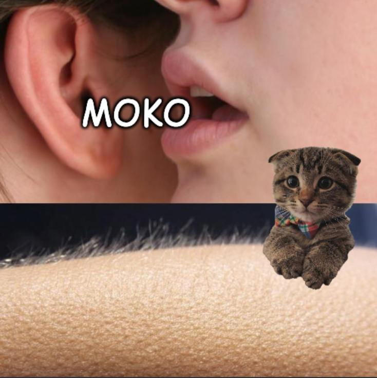 BroadcastedRon's tweet photo. @metamikevick @level941 $MOKO https://t.co/YTyL9Aa845