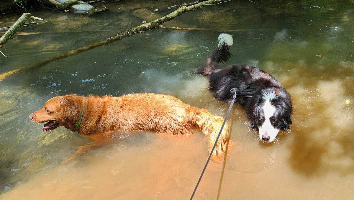 Alligators spotted in Tennessee! 😏

Happy 4th! 🇺🇲🎇