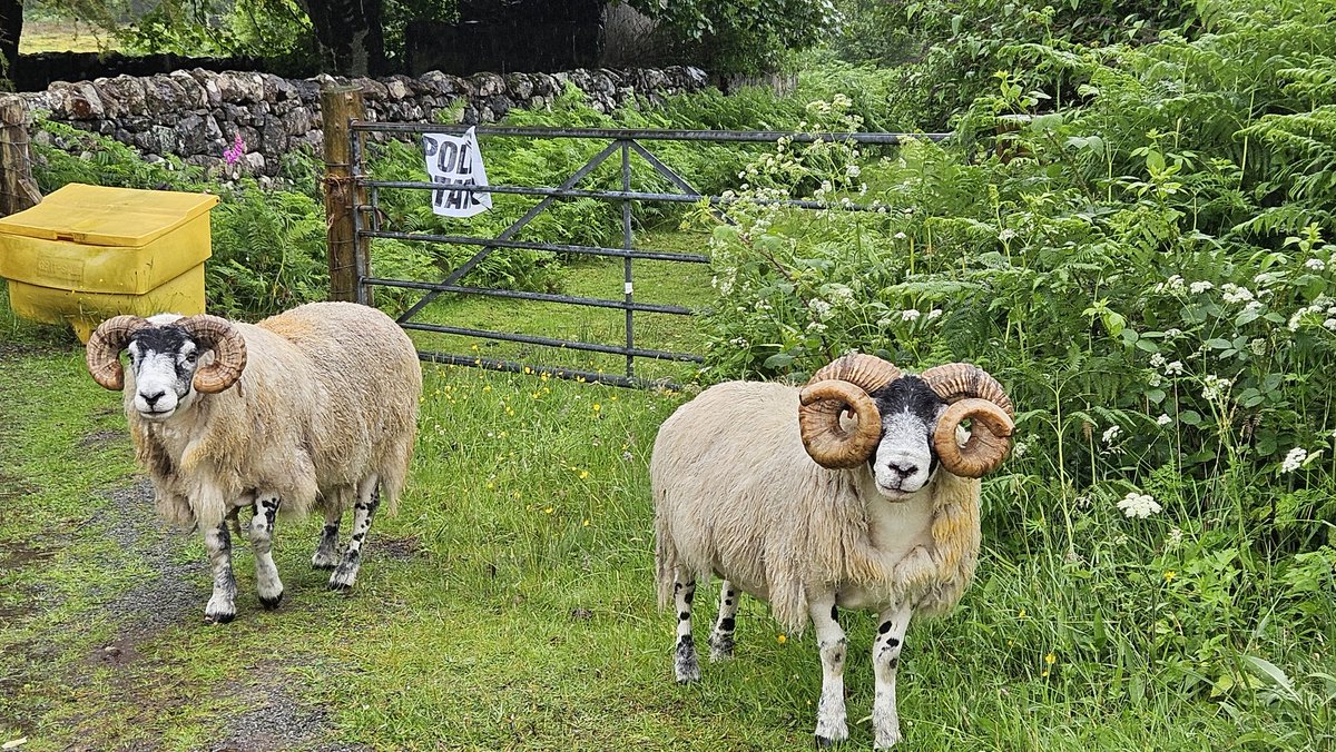 I'm usually all over #dogsatpollingstations but today was the exception. Anyone else get #sheepatpollingstations ? 🐏🐏 #Skye  #tupsatpollingstations to be correct 🤣