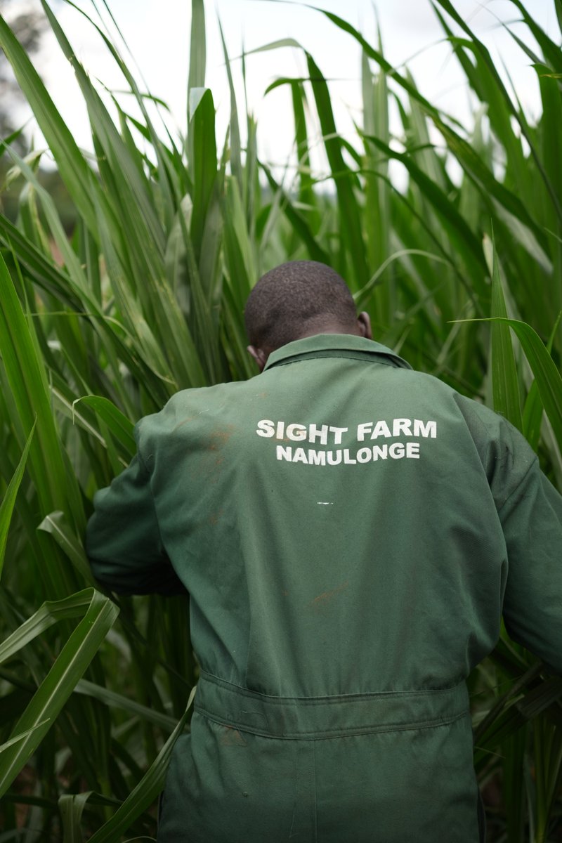 ''With the changing climate, I implore dairy farmers to plant drought tolerant pasture variaties like Super Napier (Pak Chong 1)'' - Wasswa Richard , Farm Manager