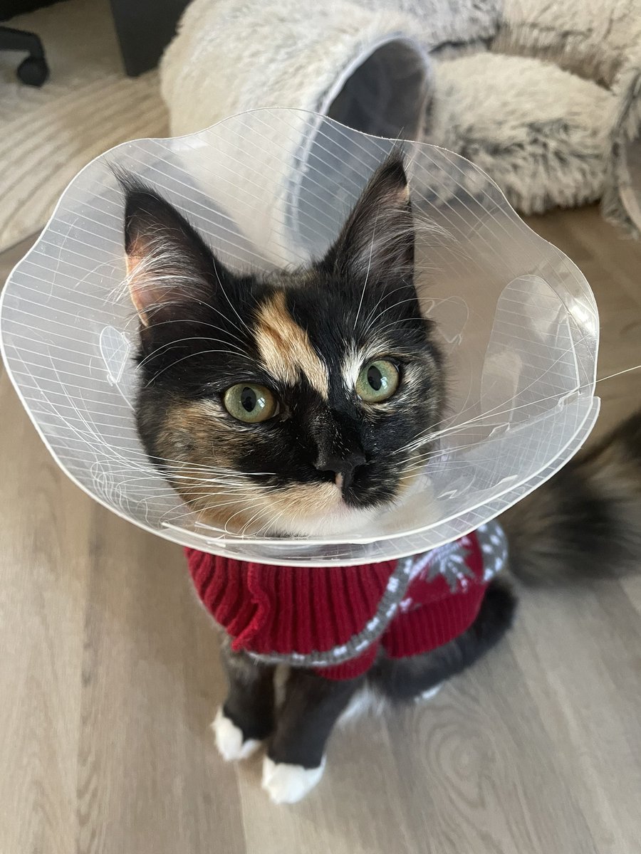 soup has already escaped her cone multiple times