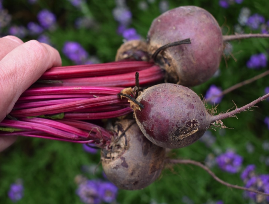 LGSpace's tweet image. There are lots of vegetables that can be sown in July. Many can be grown in containers – so if you only have a small outdoor space, such as a patio or balcony, you can still enjoy fresh homegrown produce!
Ideas: bit.ly/45Zffju
#growyourown