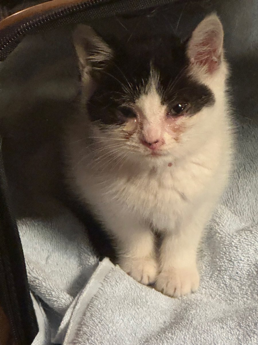 Joe Bonsall tweet media