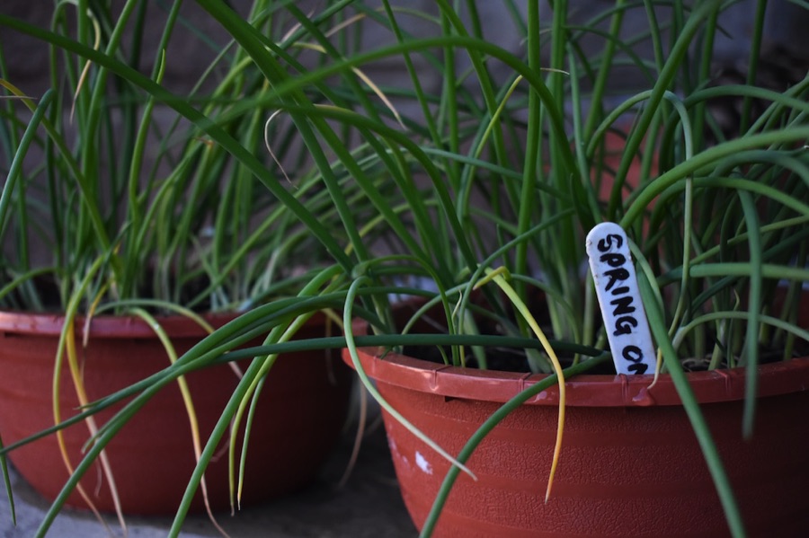 LGSpace's tweet image. There are lots of vegetables that can be sown in July. Many can be grown in containers – so if you only have a small outdoor space, such as a patio or balcony, you can still enjoy fresh homegrown produce!
Ideas: bit.ly/45Zffju
#growyourown