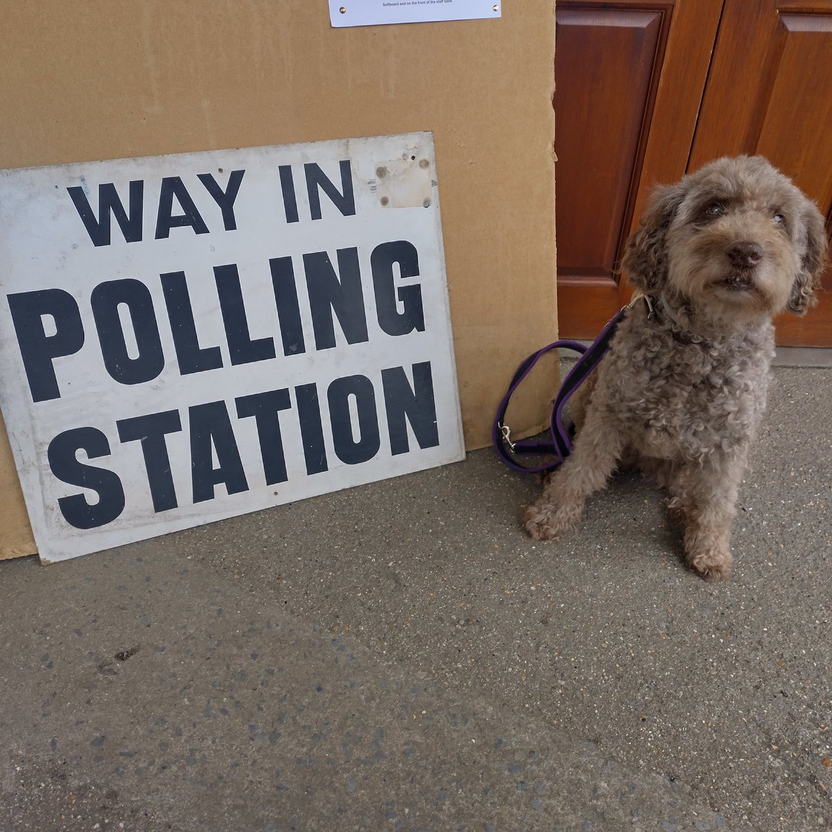 pocarroll's tweet photo. @jonsopel The senior dog from our pack. Favourite PM is Andrew Bonio Law...(I'll get my coat). #dogsatpollingstations https://t.co/35VJygbp6j