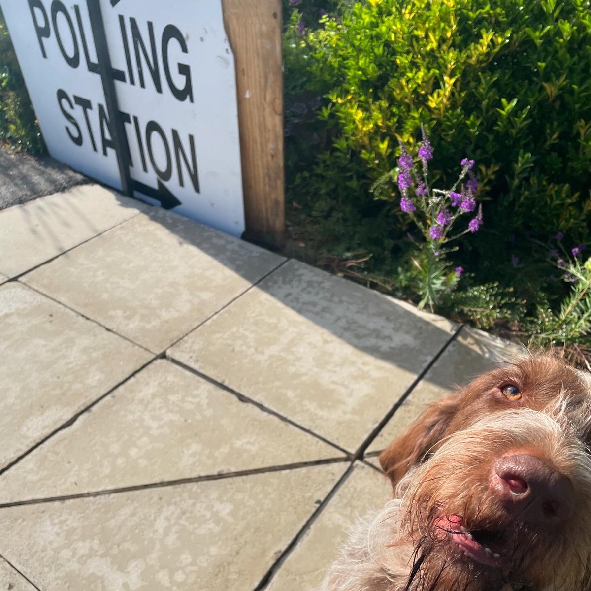 Obligatory pic #Voted #GeneralElection2024 #dogsatpollingstations
