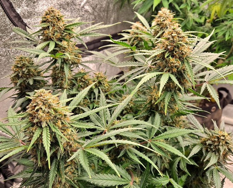 SeedsmanSeeds's tweet photo. 🍰 ꜱᴛʀᴀᴡʙᴇʀʀʏ ᴄʜᴇᴇꜱᴇᴄᴀᴋᴇ ᴀᴜᴛᴏ by Tokin Roll @420Magazine 🍰
#420Magazine https://t.co/N1ghHxOuDo