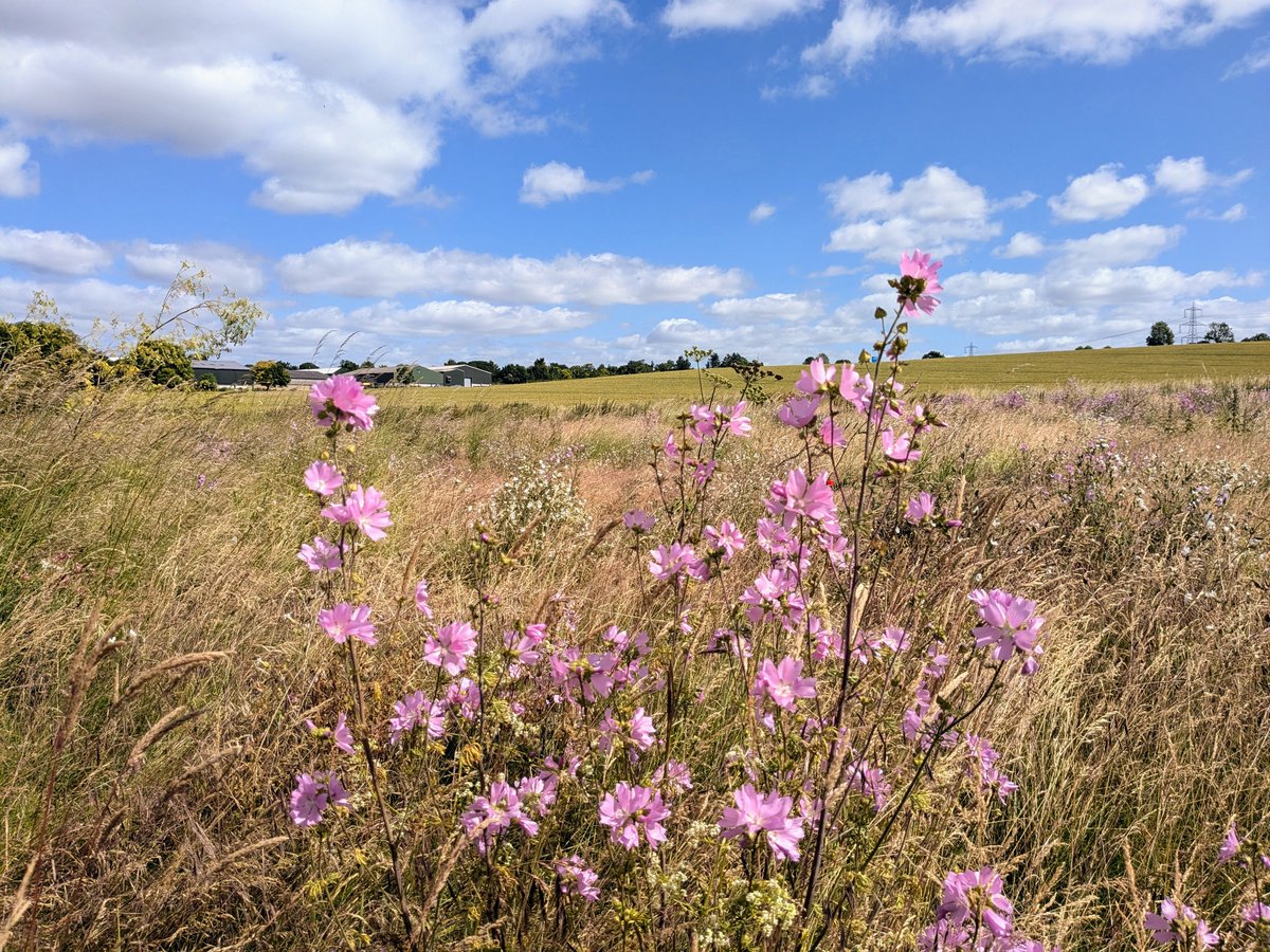 Hertfordshire Walker tweet media