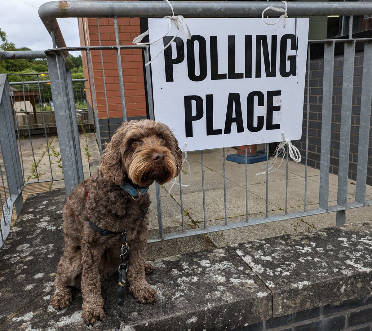 #dogsatpollingstations