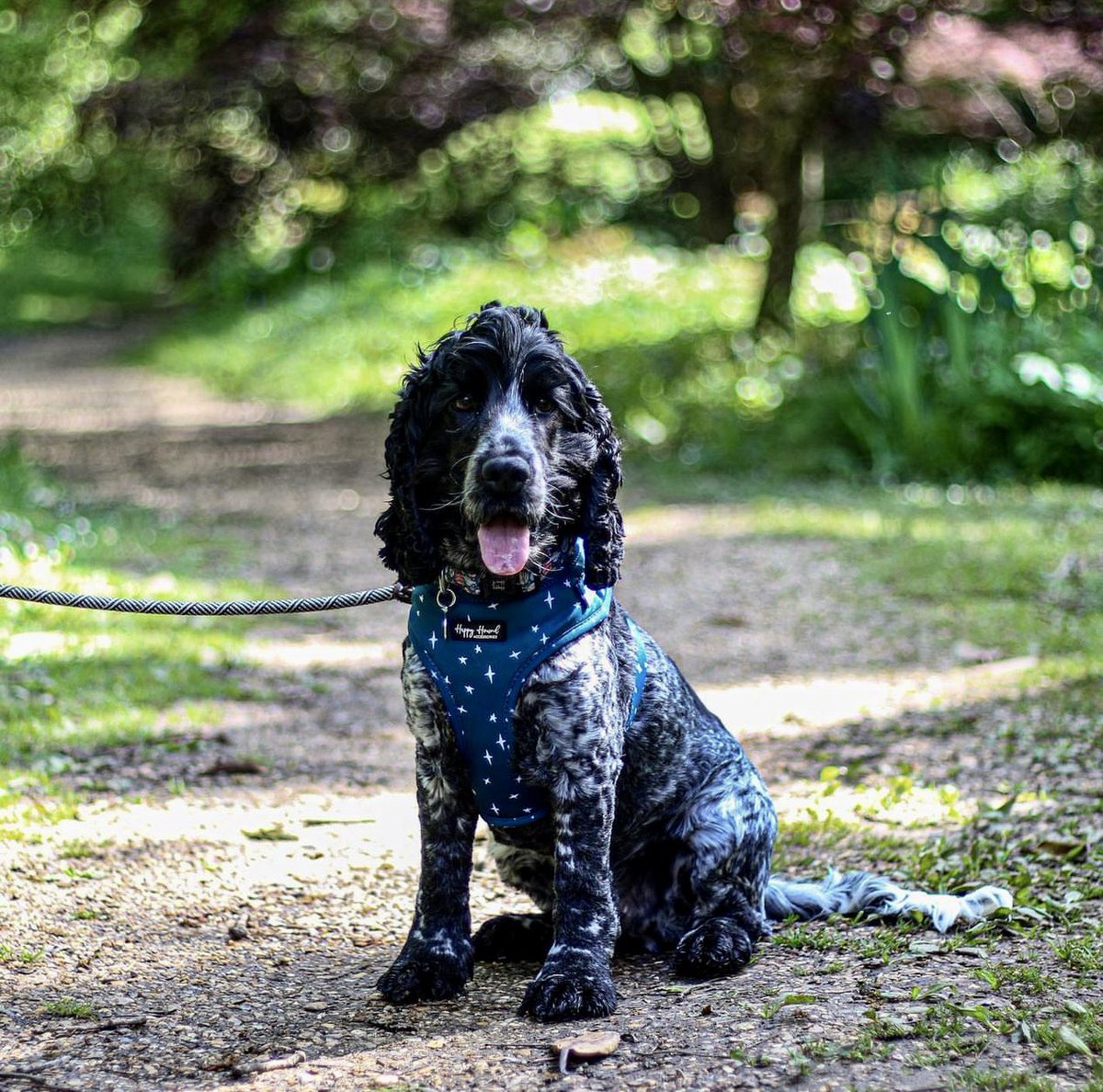 Here’s @the_barney_phillips, to remind you that it’s Devoted to Dogs Day this Sunday, 7th July. 6 fun activities between 10am and 2pm. 20% admission discount with a four legged friend. More info: exbury.co.uk/dogsday