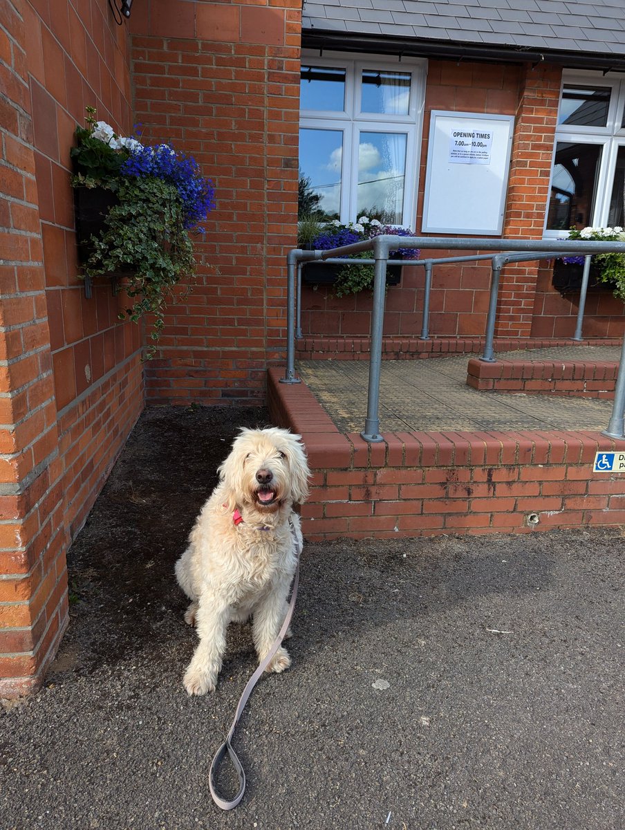 #dogsatpollingstations #VotingDay