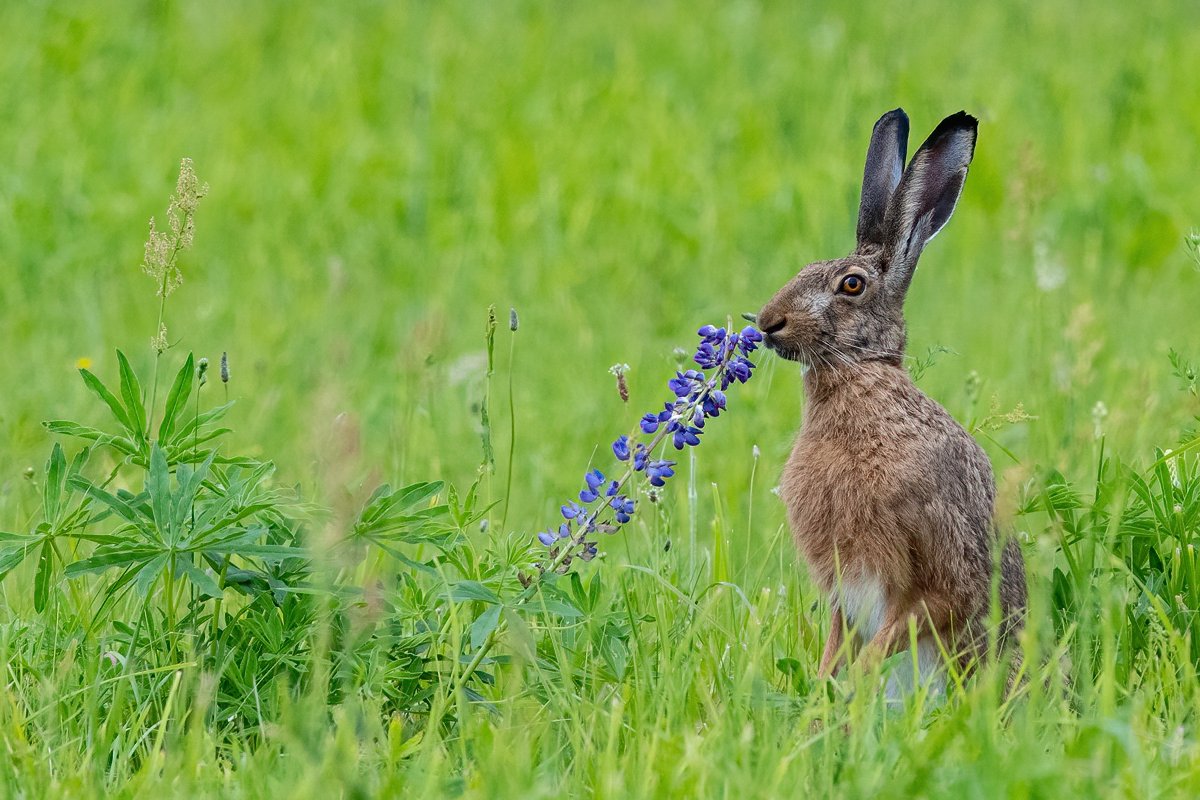 Manuprāt, labākais invazīvo sugu iznīcinātājs. Nu, vismaz ļoti mīlīgs. Pelēkais zaķis, meklējot katrai dāmai savu puķi. Dzeldas apkārtne, Kuldīgas novads.