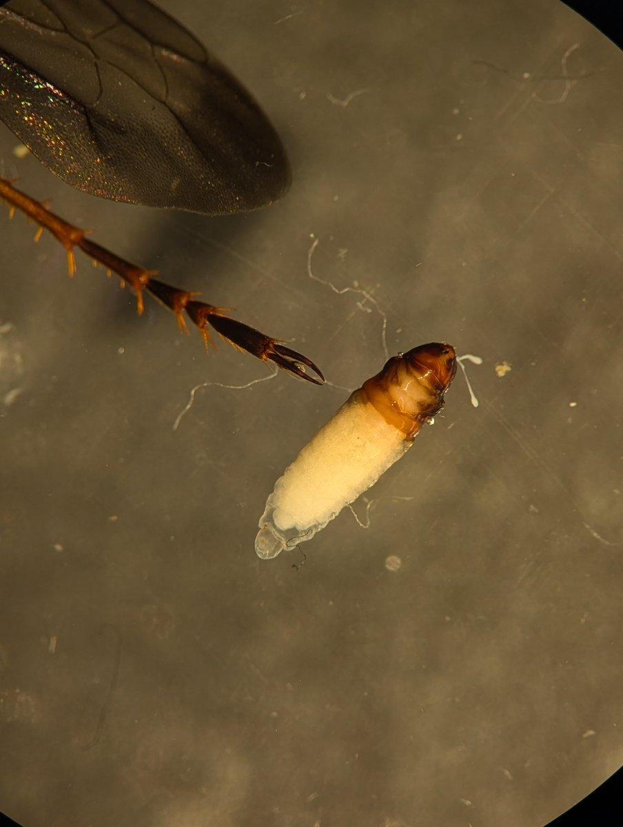 🏳️🌈Timo Wayman🇵🇷 tweet media