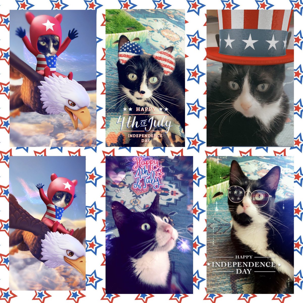 TheSweetLifeof5's tweet photo. Happy #FourthOfJuly  from Roscoe &amp; Rosie 🇺🇸🦅 https://t.co/QOamMuT1oh