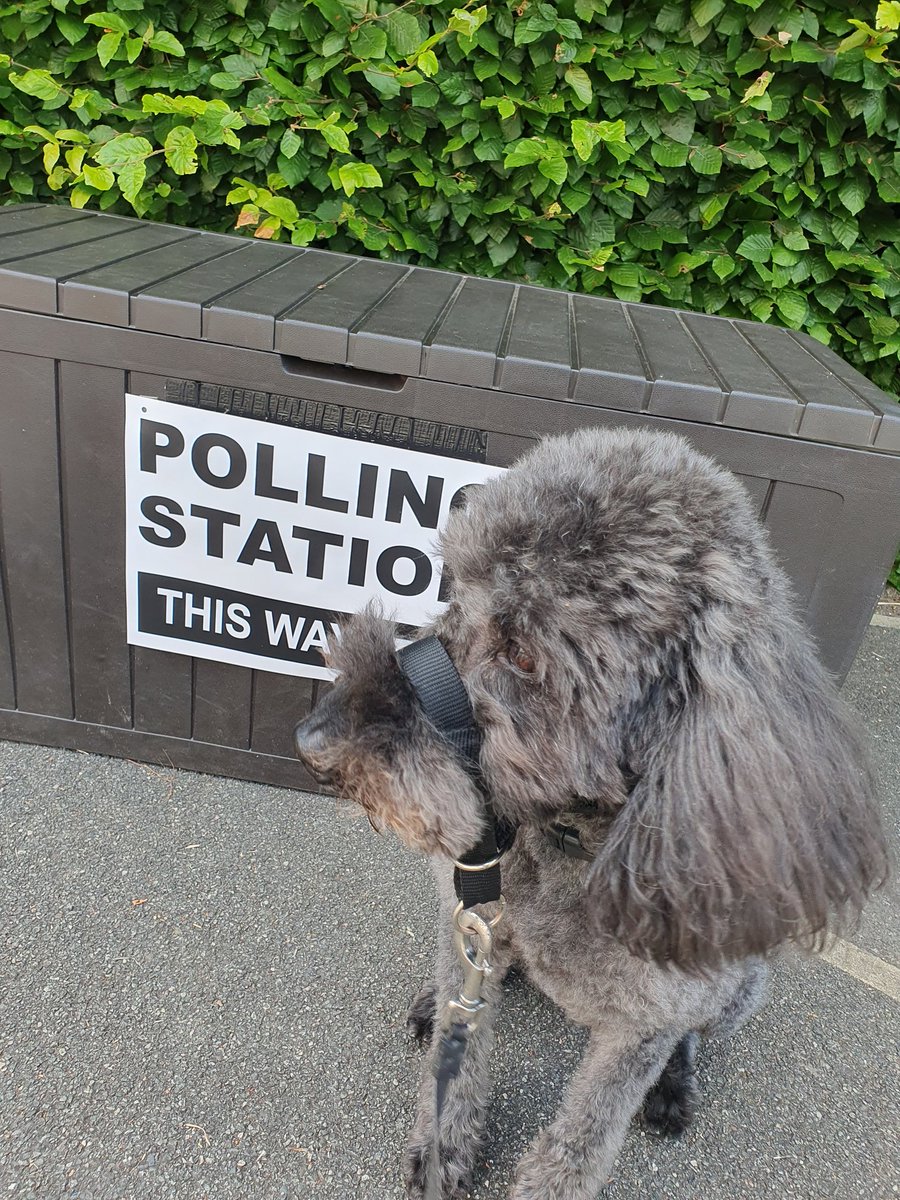 SarahPoncia's tweet photo. #dogsatpollingstations 
Bertie exercising his democratic right https://t.co/4TTU859vEM