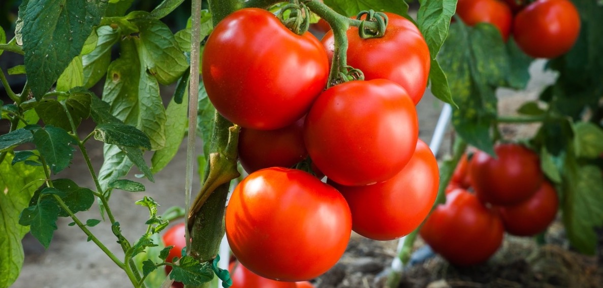 Best in class coverage on the leaf surface of fruits or vegetables delivers better disease protection, and that’s exactly what growers can expect from #Parasol FL with its small particle size and easy-to-use formulation. bit.ly/4aSeQ33