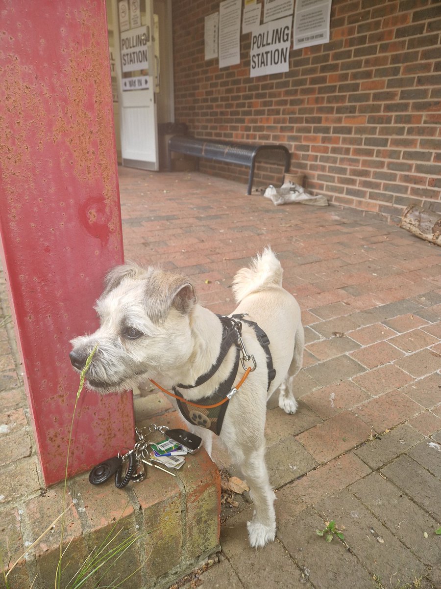 AlfaDeltaUK's tweet photo. Me and Ernie were super excited (Ernie somewhat visibly too 😝) to be voting for the AWESOME @CatherineWest1 today! 

#dogsatpollingstations
 @VotingDogs 
#HornseyAndFriernBarnet #CatherineWest
#Labour #ToriesOut 
#UKElections2024 https://t.co/CPycLeaXOQ