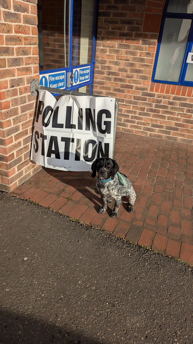 Topic the Springador in Horsham feels dog issues are being ignored - more walks, more bones &amp; less baths #dogsatpollingstations